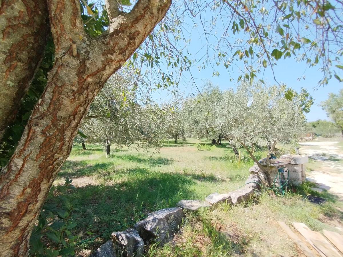 דירות פאז'אנה Marti'S House In The Olive Grove מראה חיצוני תמונה
