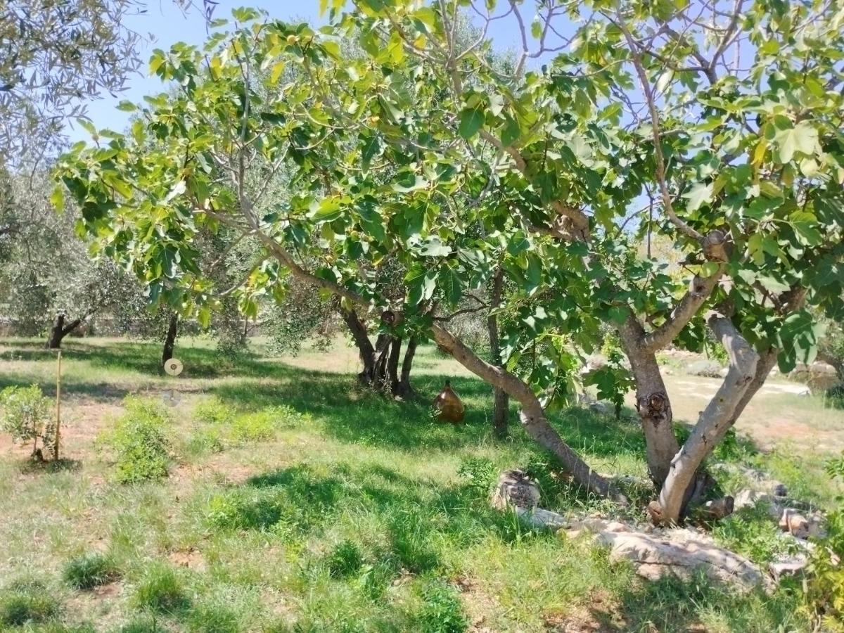 דירות פאז'אנה Marti'S House In The Olive Grove מראה חיצוני תמונה